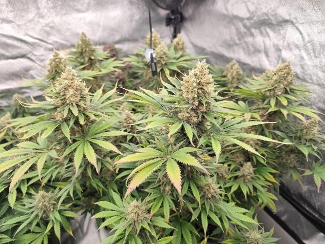 Koutasmannn First G.D.. Week 16