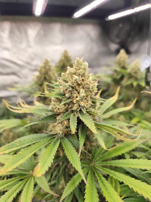 Koutasmannn First G.D.. Week 16