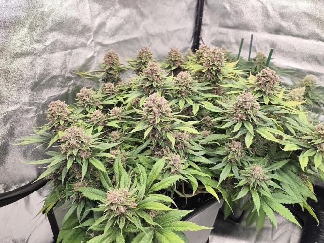 Koutasmannn First G.D.. Week 16