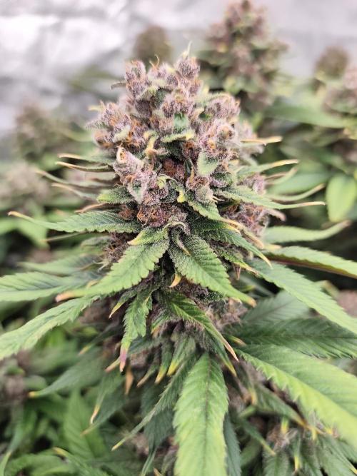 Koutasmannn First G.D.. Week 16