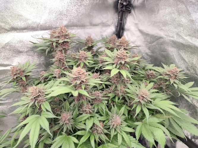 Koutasmannn First G.D.. Week 16