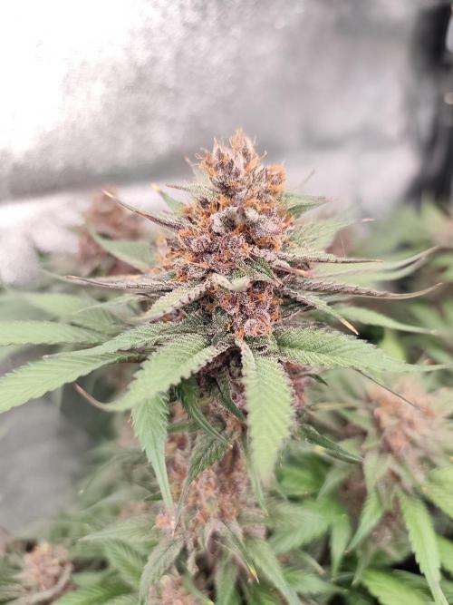 Koutasmannn First G.D.. Week 16