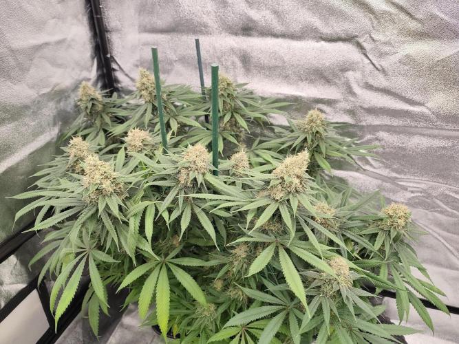 Koutasmannn First G.D.. Week 16