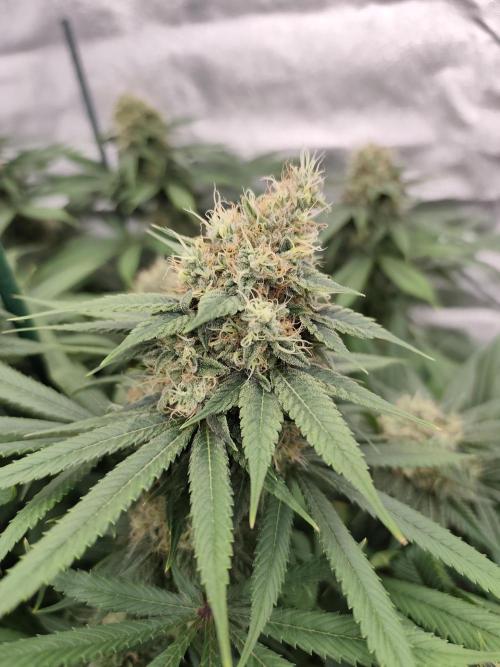 Koutasmannn First G.D.. Week 16