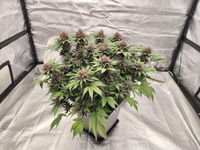 Koutasmannn First G.D.. Week 17