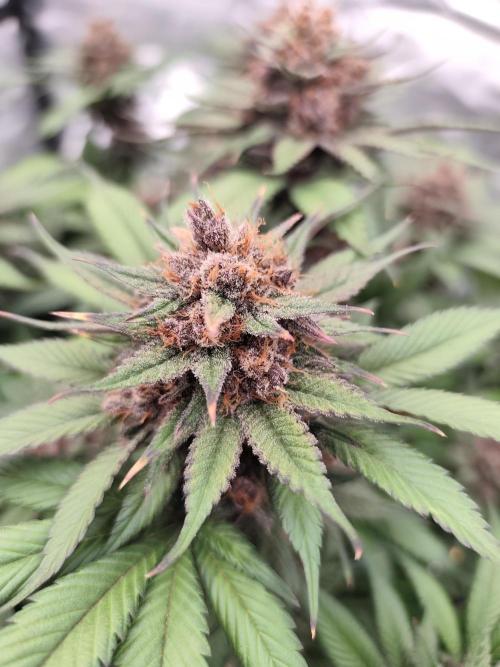 Koutasmannn First G.D.. Week 17