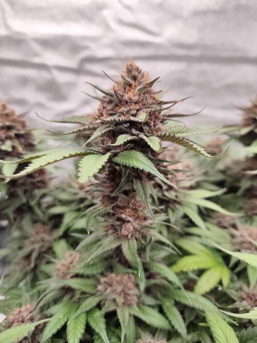 Koutasmannn First G.D.. Week 17