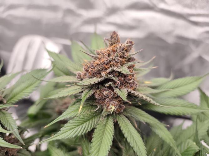 Koutasmannn First G.D.. Week 17