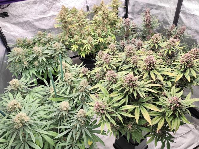 Koutasmannn First G.D.. Week 17
