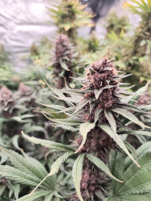 Koutasmannn First G.D.. Week 17