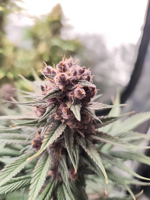 Koutasmannn First G.D.. Week 17
