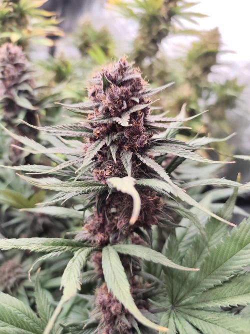 Koutasmannn First G.D.. Week 17