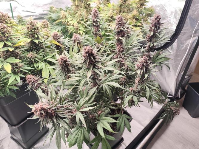 Koutasmannn First G.D.. Week 17