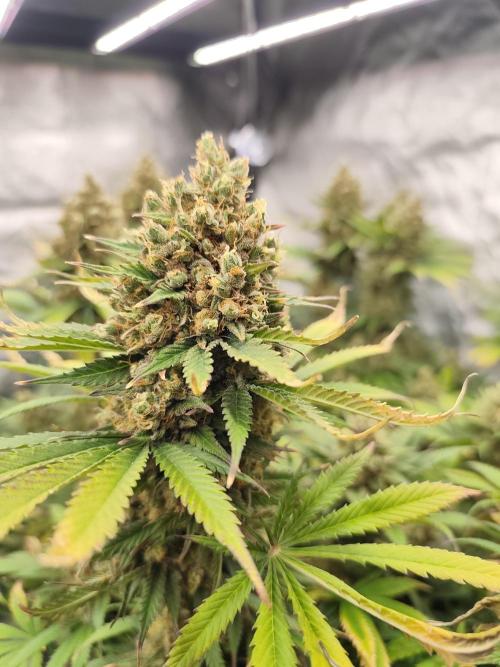 Koutasmannn First G.D.. Week 17