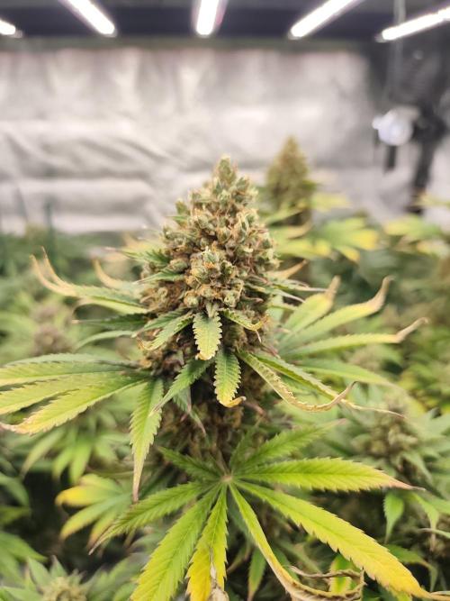 Koutasmannn First G.D.. Week 17