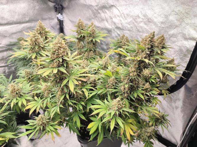 Koutasmannn First G.D.. Week 17