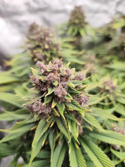 Koutasmannn First G.D.. Week 17