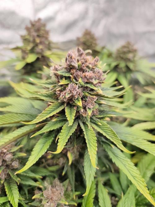 Koutasmannn First G.D.. Week 17