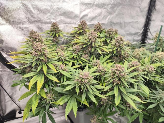 Koutasmannn First G.D.. Week 17