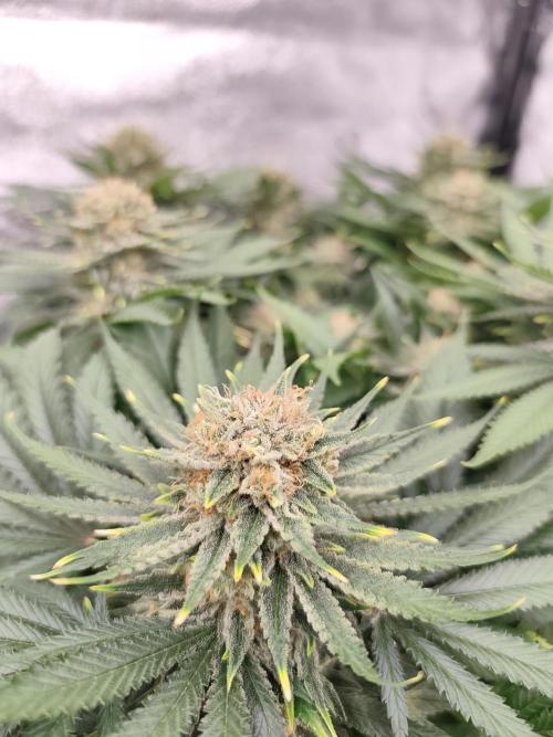 Koutasmannn First G.D.. Week 17