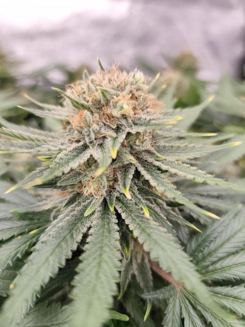 Koutasmannn First G.D.. Week 17