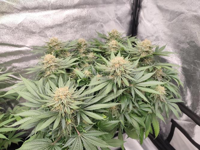 Koutasmannn First G.D.. Week 17