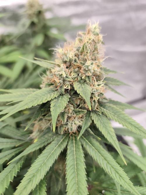 Koutasmannn First G.D.. Week 17