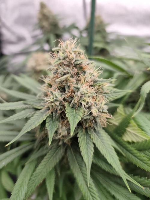Koutasmannn First G.D.. Week 17