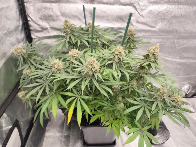 Koutasmannn First G.D.. Week 17