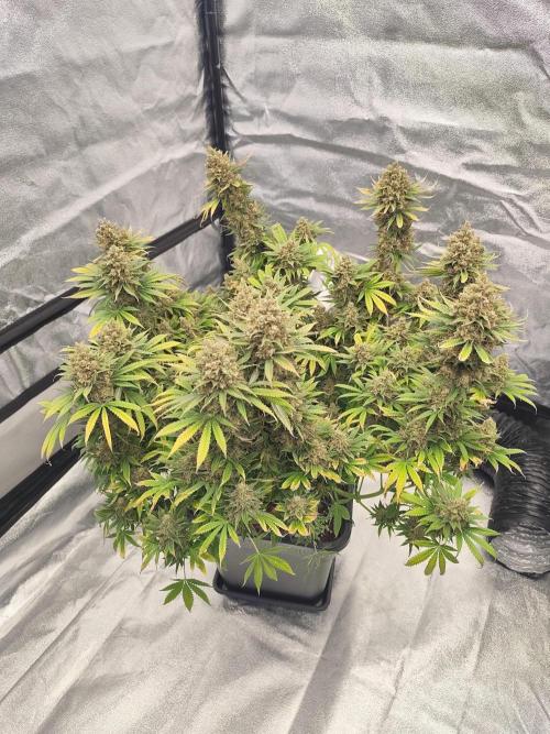 Koutasmannn First G.D.. Week 18