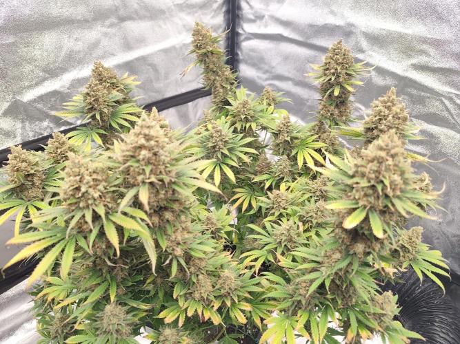 Koutasmannn First G.D.. Week 18