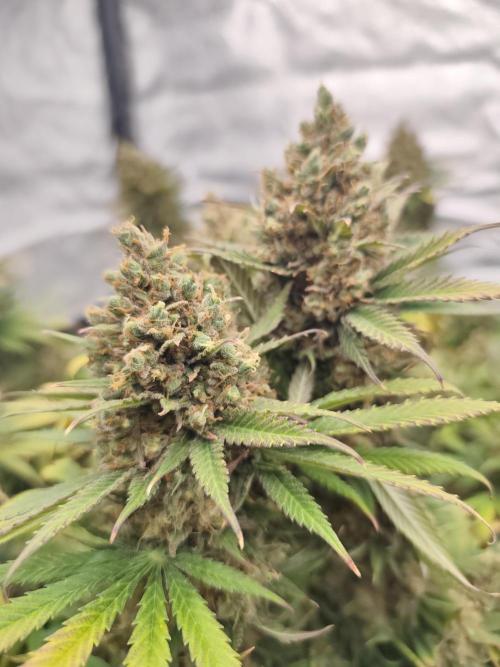 Koutasmannn First G.D.. Week 18