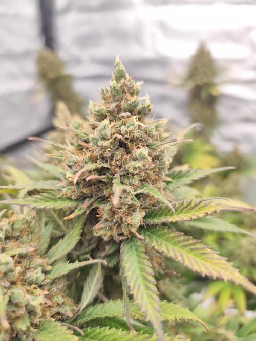 Koutasmannn First G.D.. Week 18