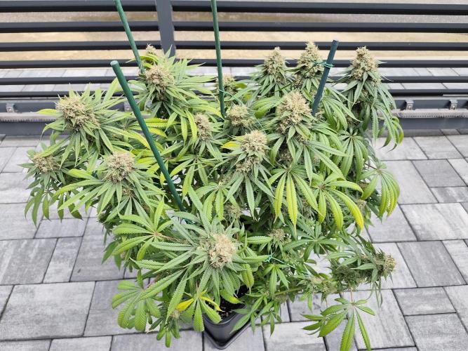 Koutasmannn First G.D.. Week 18
