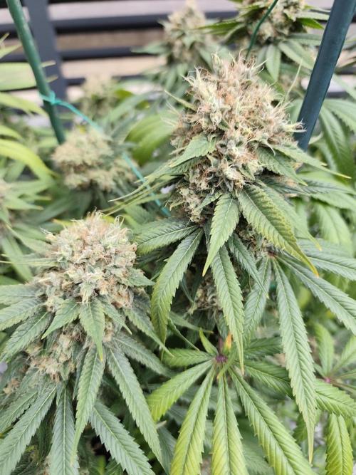 Koutasmannn First G.D.. Week 18