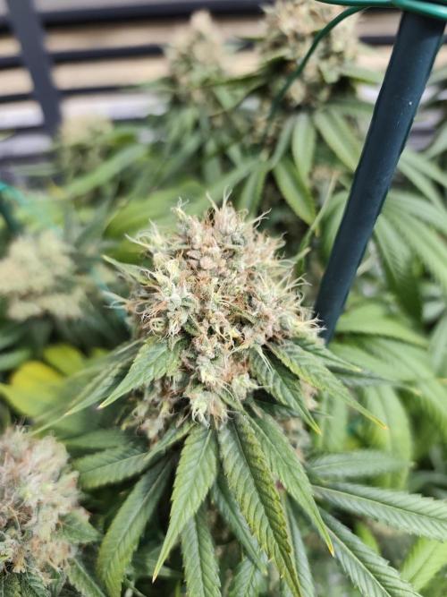 Koutasmannn First G.D.. Week 18