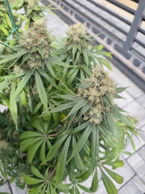 Koutasmannn First G.D.. Week 18