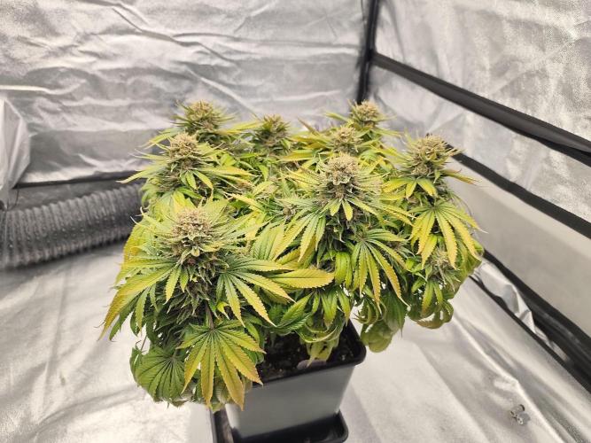 Koutasmannn First G.D.. Week 18