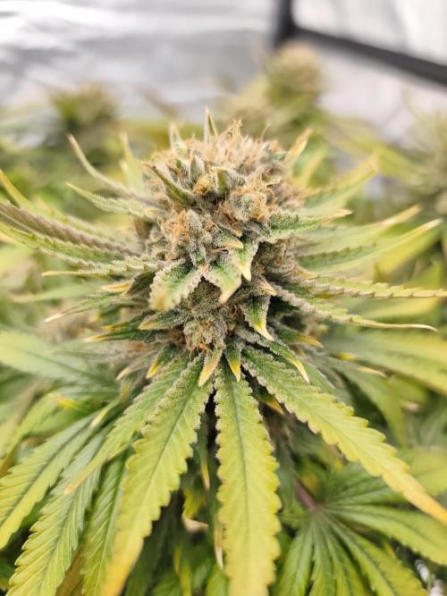 Koutasmannn First G.D.. Week 18