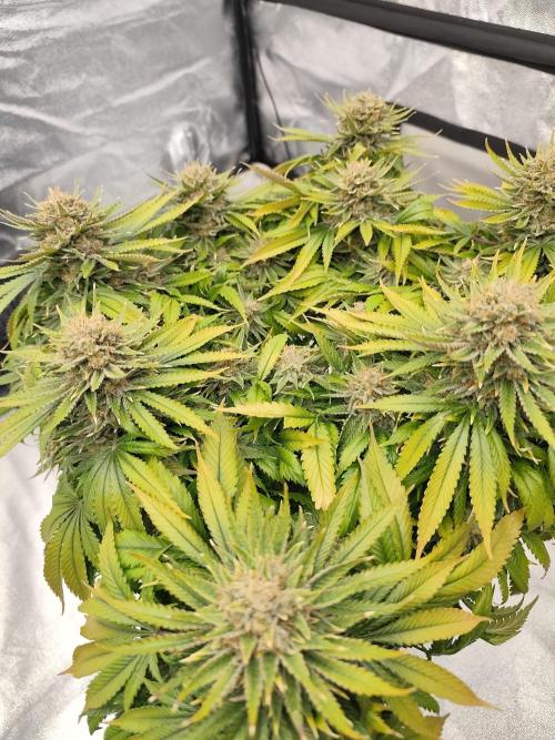 Koutasmannn First G.D.. Week 18