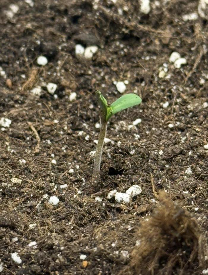 "Neviles Haze, or how I wanted sativa”. Week 0 - To all hello, it's me