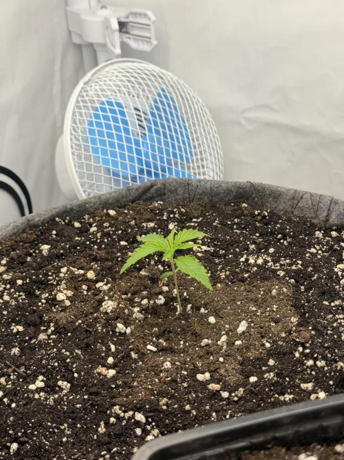 "Neviles Haze, or how I wanted sativa”. Week 1 - 1 week