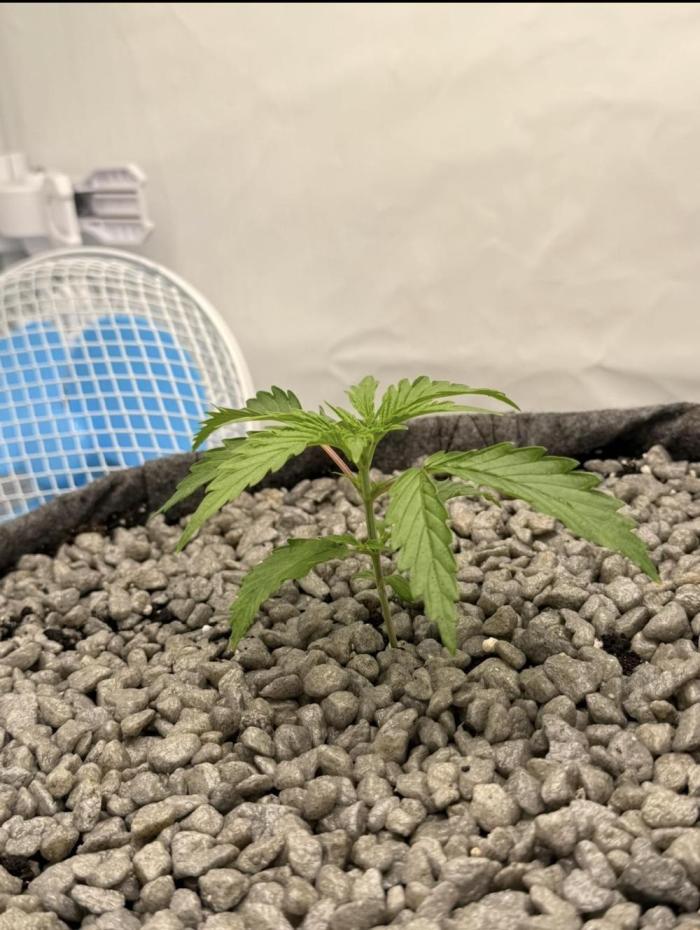 "Neviles Haze, or how I wanted sativa”. Week 2