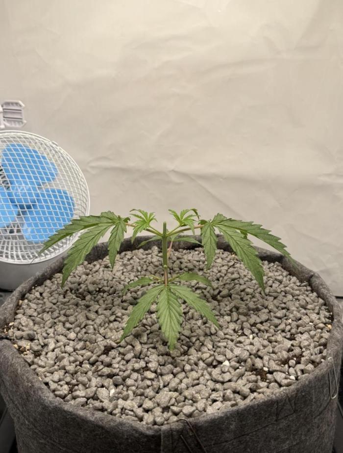 "Neviles Haze, or how I wanted sativa”. Week 3