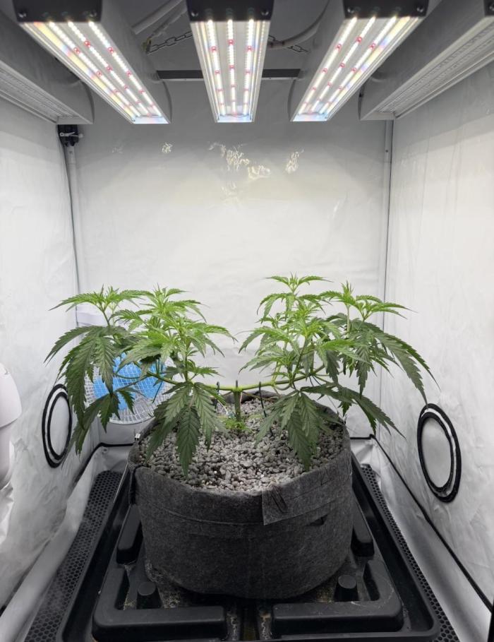 "Neviles Haze, or how I wanted sativa”. Week 4