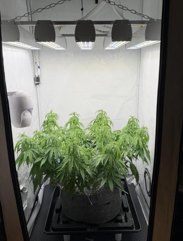 "Neviles Haze, or how I wanted sativa”. Week 6