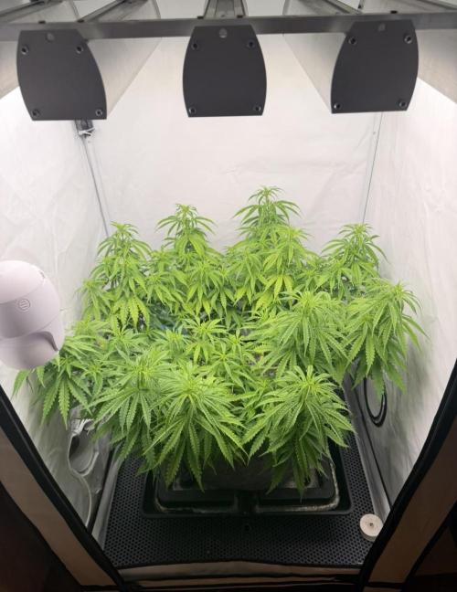 "Neviles Haze, or how I wanted sativa”. Week 7