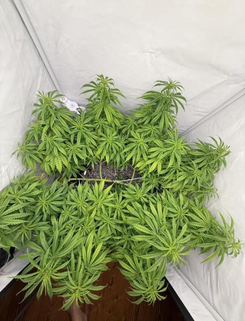 "Neviles Haze, or how I wanted sativa”. Week 7