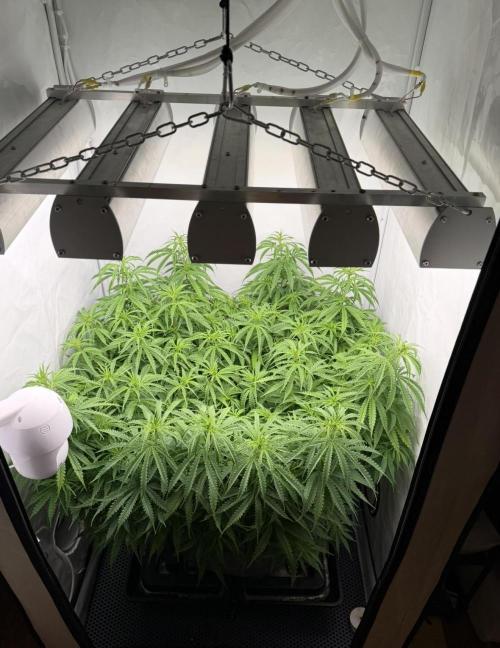 "Neviles Haze, or how I wanted sativa”. Week 8