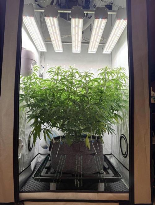 "Neviles Haze, or how I wanted sativa”. Week 8